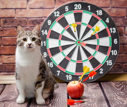 portrait of a tabby kitten against the background of a circle of darts