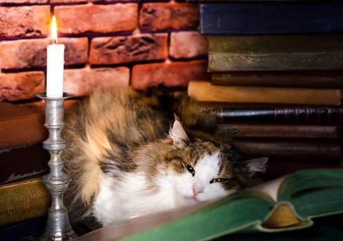 fluffy adult cat lies on a paper book with candle