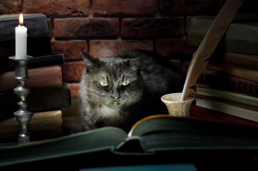 black angry cat reading a big book by candlelight