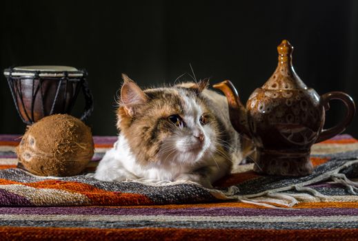 dissatisfied cat with a kettle drum djembe and coconut on a colorful striped carpet