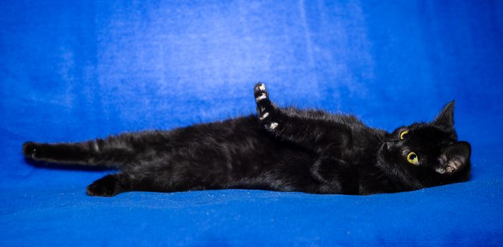 black shorthair cat plays on a bright blue background