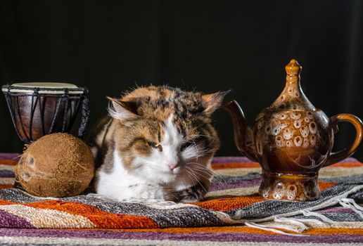 dissatisfied cat with a kettle drum djembe and coconut on a colorful striped carpet