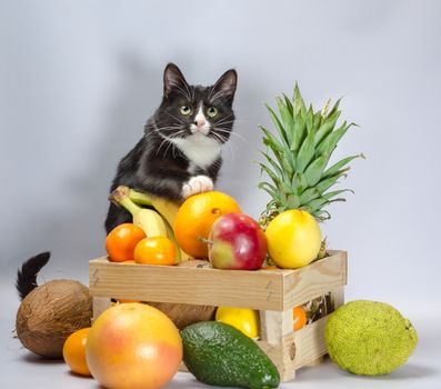 black and white cat guards a wooden box with exotic fruit