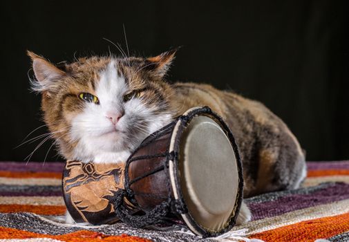 adult tricolor cat guards the Djembe drum on a colorful rug