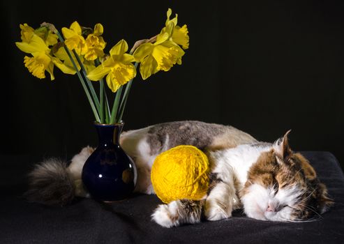 tricolor cat sleeping a ball of bright yellow yarn and bouquet of daffodils in a blue vase