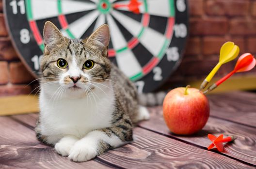 portrait of a tabby kitten against the background of a circle of darts