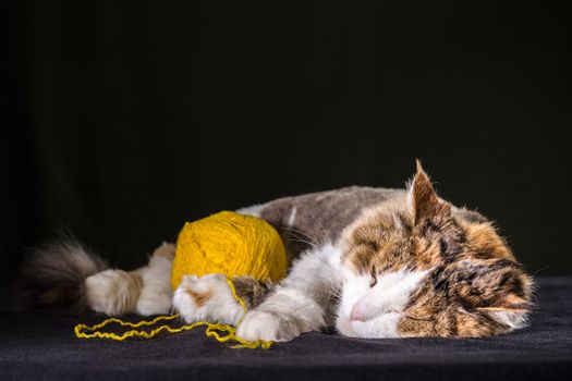 tricolor cat sleeping a ball of bright yellow yarn