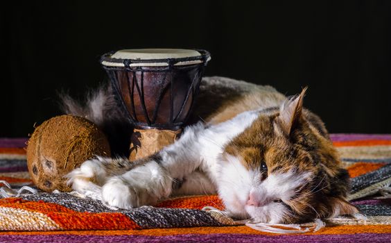 tricolor cat sleeping with Djembe drum and coconut on striped carpet