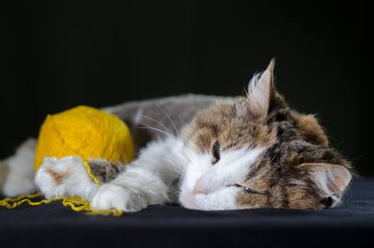 tricolor cat sleeping hugging a ball of bright yellow yarn