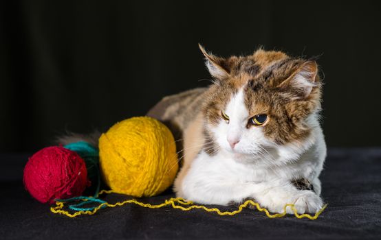 tricolor cat hugging a balls of bright yellow red blue yarn
