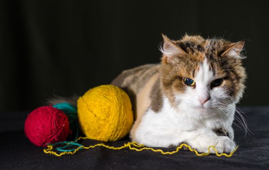tricolor cat hugging a balls of bright yellow red blue yarn