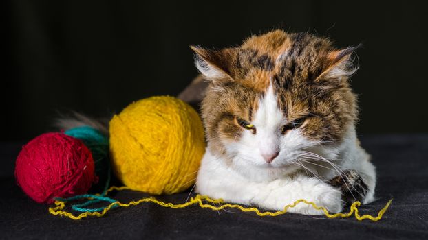 tricolor cat hugging a balls of bright yellow red blue yarn