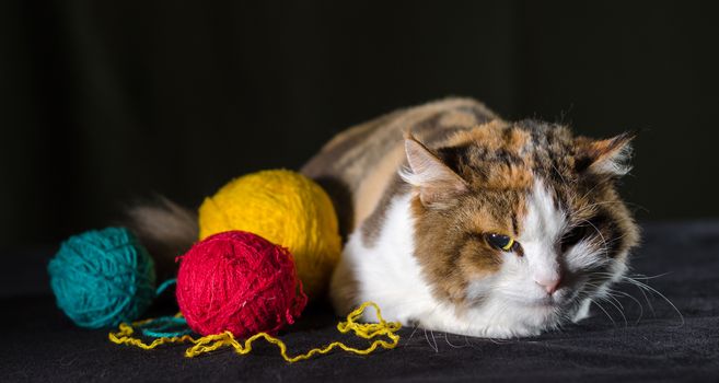 tricolor cat hugging a balls of bright yellow red blue yarn