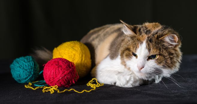 tricolor cat hugging a balls of bright yellow red blue yarn