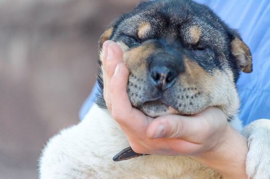 man's palm holds muzzle of half-breed Shar Pei puppy