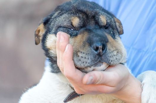 man's palm holds muzzle of half-breed Shar Pei puppy