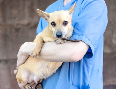 man in blue vet uniform hugging a little dog