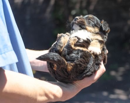 man in blue vet uniform holding a puppy