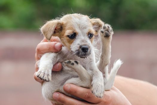 male hands are holding a little white and brown puppy