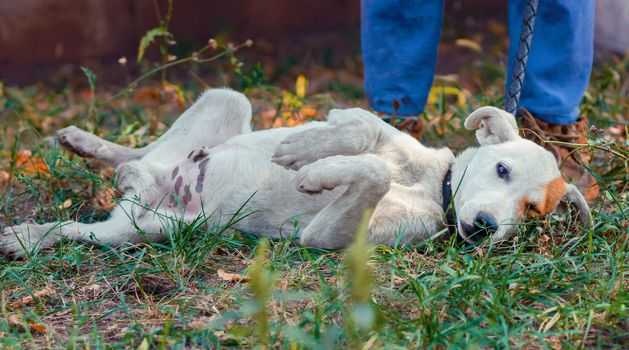 white purebred dog lies upside down next to the human legs in jeans