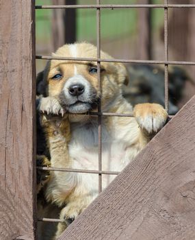 purebred little beige puppy in a wooden cage