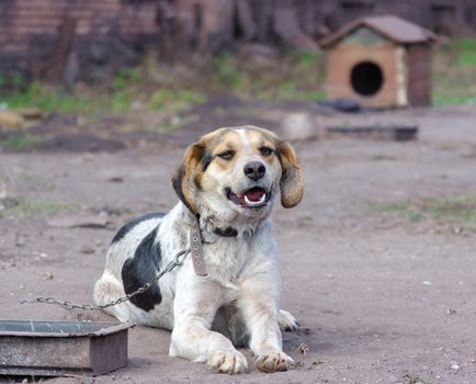 Pinto Chain Dog Smiles Against a wooden Booth