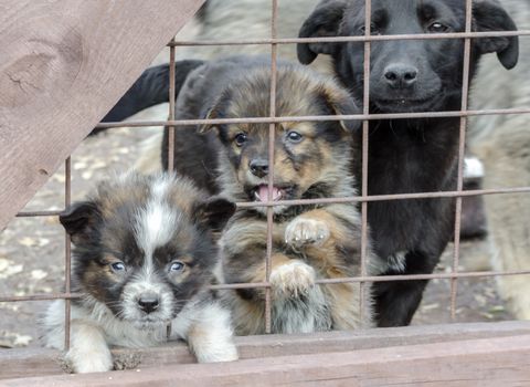three sad mongrel puppies in a wooden cage