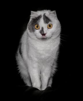 black white cat with yellow eyes on a black background closeup