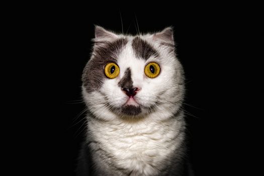 black white cat with yellow eyes on a black background closeup