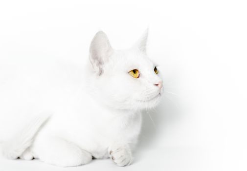 portrait of a white cat with yellow eyes closeup on a light background