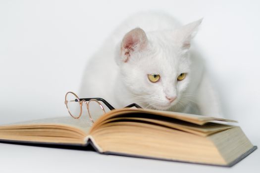 white cat with glasses and a book on a clean background closeup
