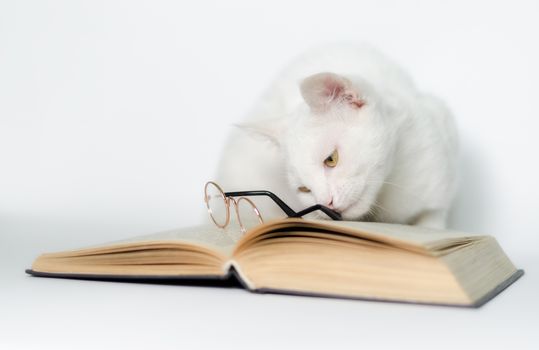 white cat with glasses and a book on a clean background closeup