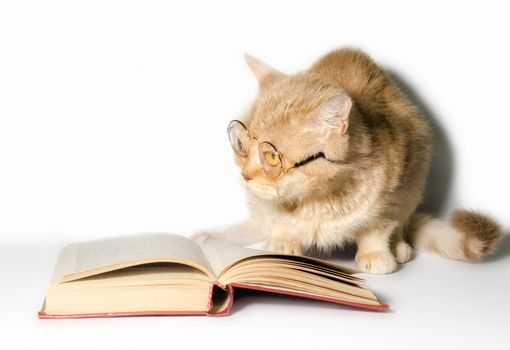 red cat in glasses with a book on a white background closeup