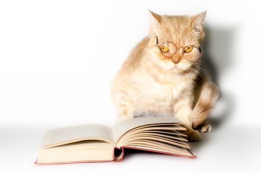 red cat in glasses with a book on a white background closeup