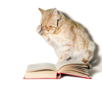 red cat in glasses with a book on a white background closeup