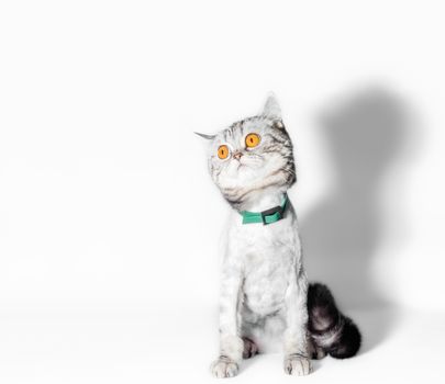 funny groomed cat with big yellow eyes close up on a white background