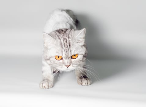 gray cat with big yellow eyes isolated on a white background closeup
