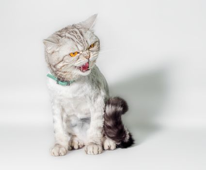 gray trimmed cat with yellow eyes grinds isolated on a white background closeup