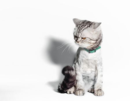 funny displeased groomed cat with big yellow eyes closeup on a white background