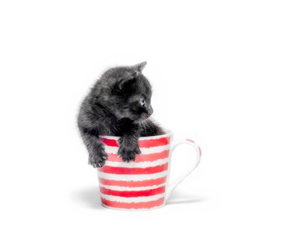 little cute black kitten sitting in a cup isolated on white background closeup