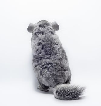 gray fluffy chinchilla closeup isolated on white background back view