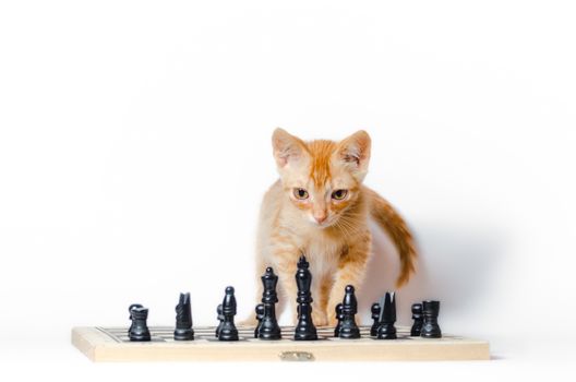 cute little red kitten and chess isolated on white background closeup