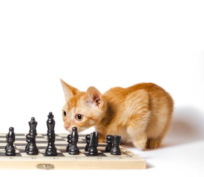 cute little red kitten and chess isolated on white backgroundclose up