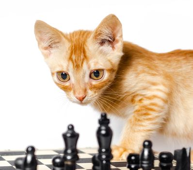 cute little red kitten and chess isolated on white background closeup