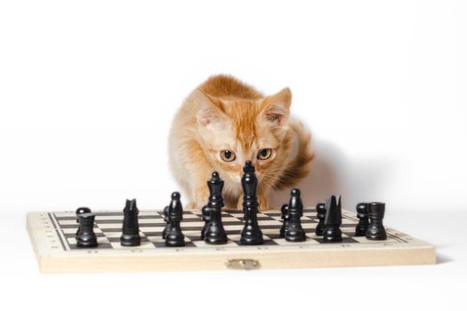 cute little red kitten and chess isolated on white background closeup