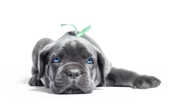 little puppy dog ​​of breed canecorso on a white background in isolation closeup