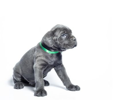 little puppy dog ​​of breed canecorso on a white background in isolation closeup