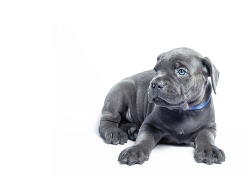 little puppy dog ​​of breed canecorso on a white background in isolation closeup