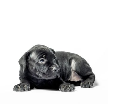 little puppy dog ​​of breed canecorso on a white background in isolation closeup