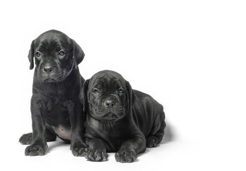 couple little puppy dog ​​of breed canecorso on a white background in isolation closeup